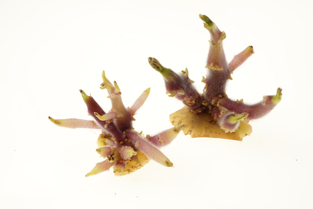 Organic seed potato sprouts cut from Solanum tuberosum. 
Isolated on white.
Macro nature.
Agriculture, gardening concept.の写真素材