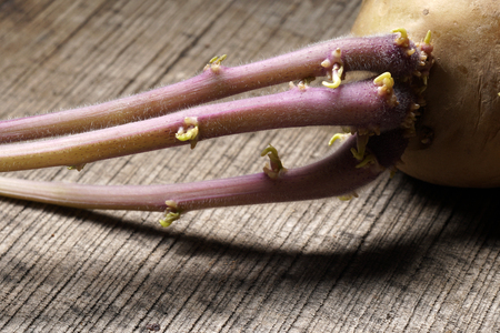Seed potato with long sprouts on wooden background.
Sprouting tuber of Solanum tuberosum.
Macro nature.
Agriculture concept.
Gardening concept.の写真素材
