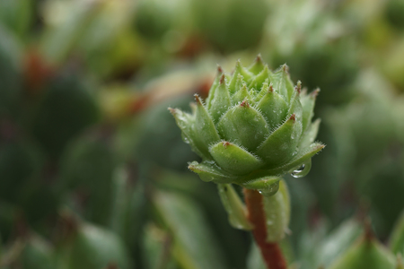 Sempervivum Tectorum, Hens and Chicks plant. 
Evergreen succulent with raindrops.
Selective focus on the smaller rosettes (the chicks) that spring from the Common houseleek.
Close up nature conceptの写真素材