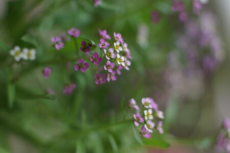 Close up of Lobularia maritima.
Blooming Alyssum maritimum. 
Little perennial white and pink flower, Sweet alyssum.
Shallow depth of field.
Green, blurred, out-of-focus background.
Gardening conceptの写真素材