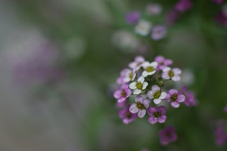 Close up of Lobularia maritima.
Blooming Alyssum maritimum. 
Little perennial white and pink flower, Sweet alyssum.
Shallow depth of field.
Green, blurred, out-of-focus background.
Gardening conceptの写真素材