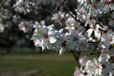 Blooming tree. Close up.
Plum branches covered with white flowers on soft out-of-focus natural background.
Flowering tree in orchard with spring blossoms.
Springtime, flowering season concept.の写真素材