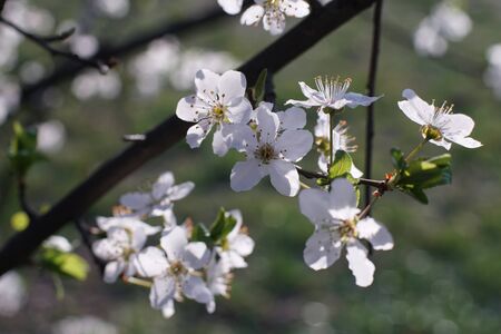 Blooming tree. Close up.
Plum branches covered with white flowers on soft out-of-focus natural background.
Flowering tree in orchard with spring blossoms.
Springtime, flowering season concept.の写真素材