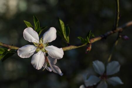 Plum tree blossoms on soft out-of-focus natural green background.
Close up of white spring flowers on tree branch.
Springtime, flowering season concept.の写真素材