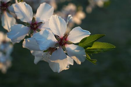 Plum tree blossoms on soft out-of-focus natural green background.
Close up of white spring flowers on tree branch.
Springtime, flowering season concept.の写真素材