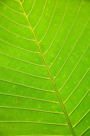 Surface of leaves