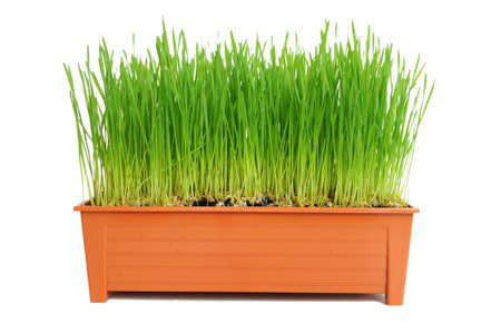 Wheat seedlingsの写真素材