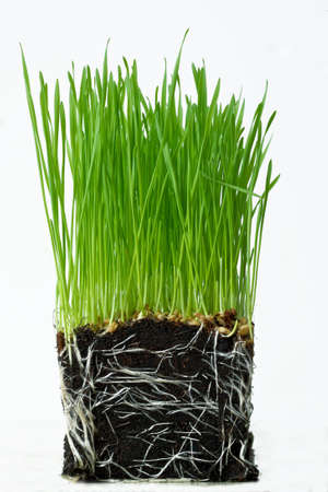Wheat seedlings and Soilの写真素材