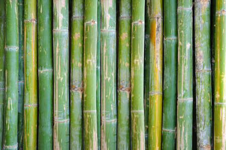 bamboo backgroundの写真素材
