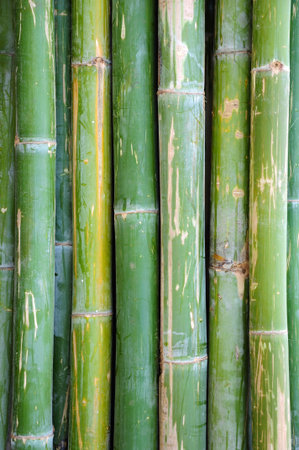 bamboo backgroundの写真素材