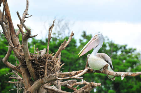 Pelican on its nestの写真素材