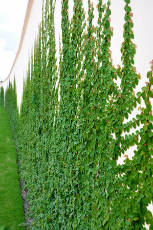 Wall with ivey