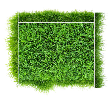 Grass on white background
