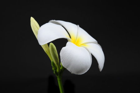 Frangipani flowersの写真素材