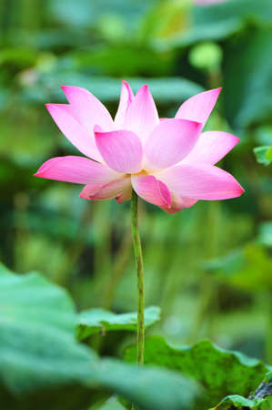 pink lotus flowerの写真素材