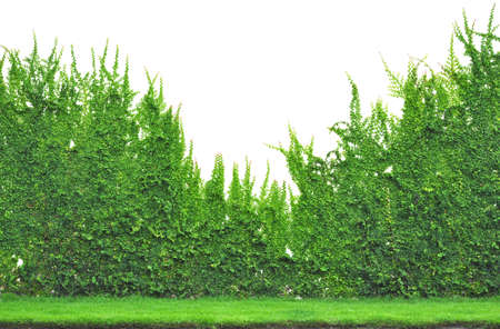 Wall of Ivyの写真素材