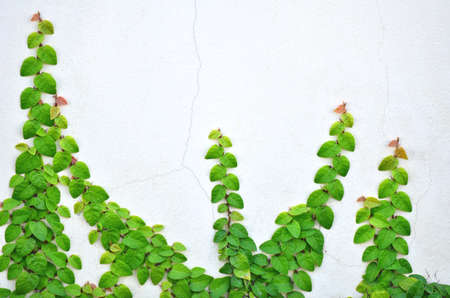 Wall of Ivyの写真素材