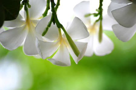 Frangipani flowersの写真素材