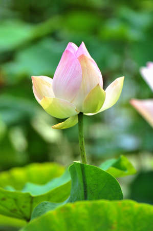 lotusの写真素材