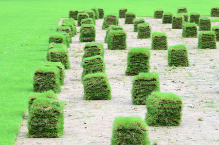 New lawnの写真素材