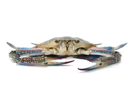 blue crab isolated on whiteの写真素材