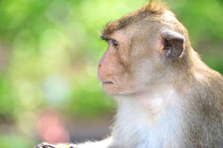 Monkeyの写真素材