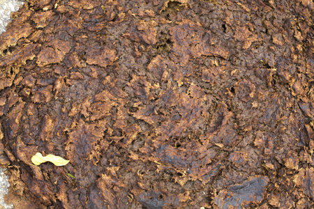 cow dung