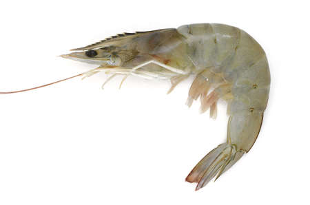 raw shrimp isolated on whiteの写真素材