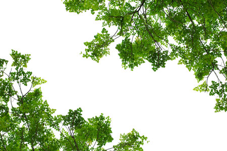 Leaves isolated on white