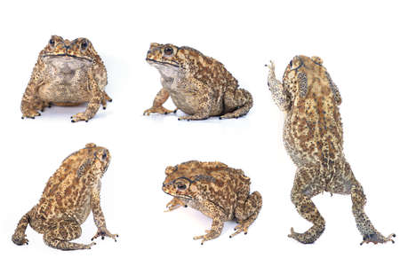 Toad Collectionの写真素材