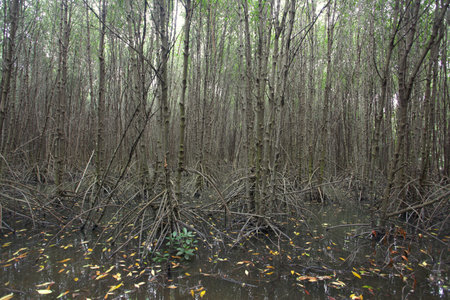 Mangrove Forestの写真素材