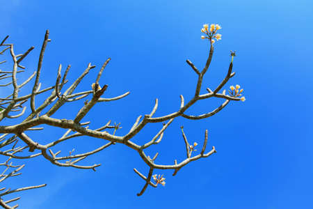 Frangipani flowersの写真素材