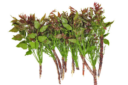 Neem leaves and flowers