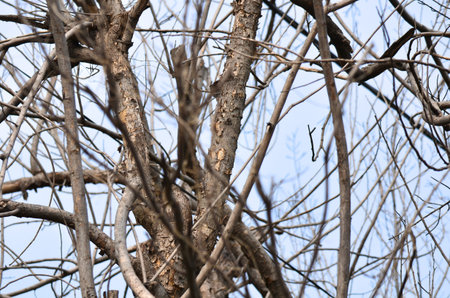 Dead trees