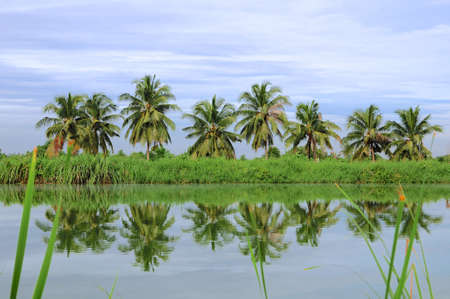 Coconut trees in the lakeの写真素材