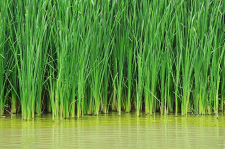 Papyrusの写真素材