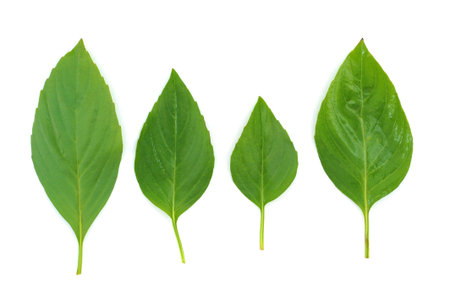 Basil sprig