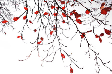 Autumn Tree