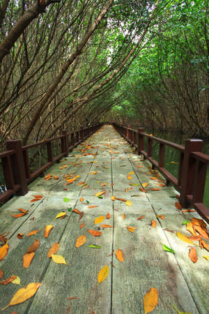 walkway in mangrove forestの写真素材