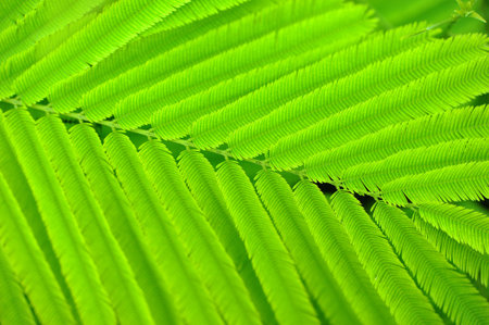 Acacia leavesの写真素材