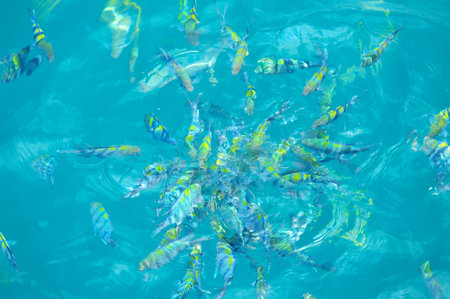 Tropical fishes