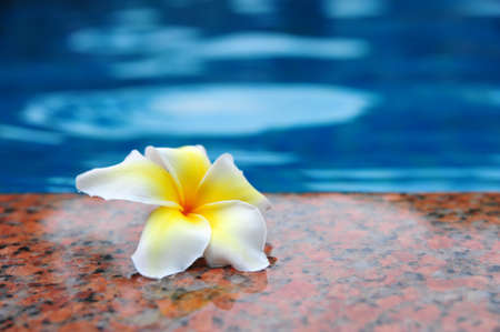 Frangipani flowers on the poolsideの写真素材