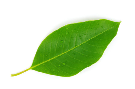 Water Drop on Leaf