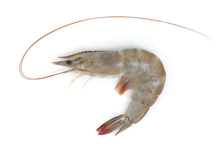 prawns, shrimpsの写真素材