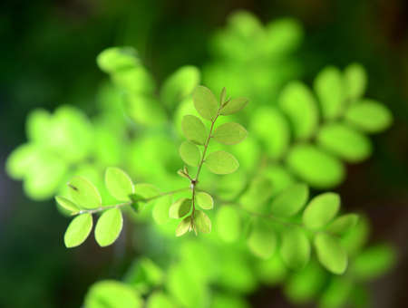 New Plant Lifeの写真素材