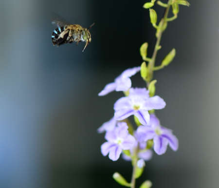 Honey bee flyingの写真素材