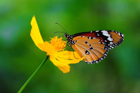 Monarch Butterfly on Yellow Flowerの写真素材