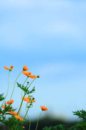Cosmos Flowerの写真素材