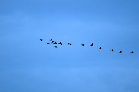 Birds flying return to the nest