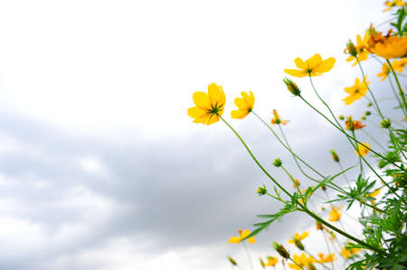 Cosmos Flowerの写真素材